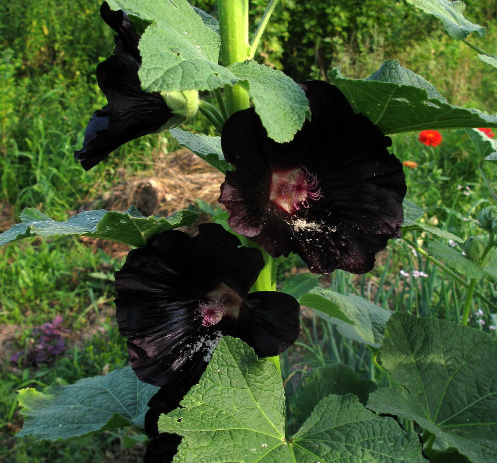 Image of Alcea rosea specimen.