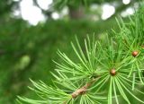 Larix kaempferi