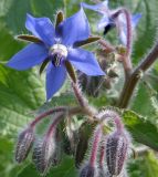 Borago officinalis