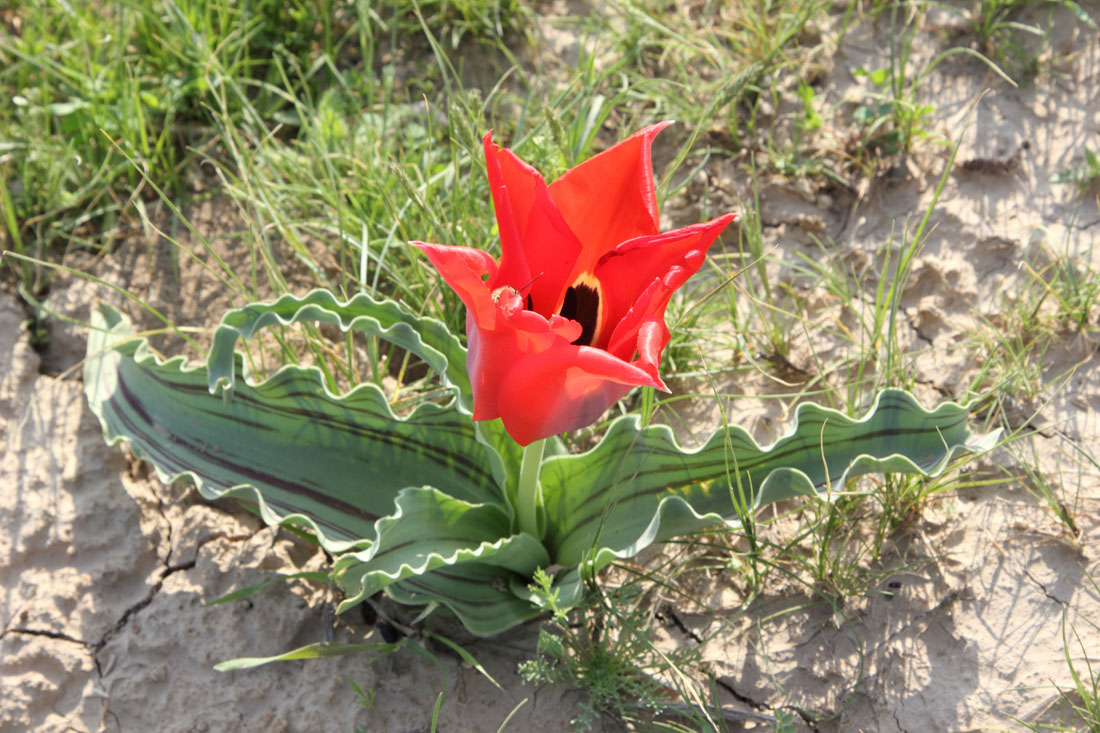 Image of Tulipa micheliana specimen.