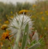 Trifolium palaestinum