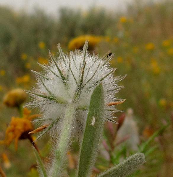 Image of Trifolium palaestinum specimen.