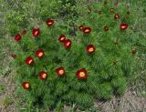 Paeonia tenuifolia