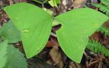 Oxalis obtriangulata