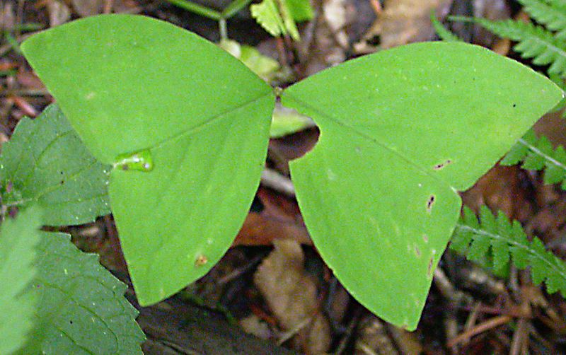 Изображение особи Oxalis obtriangulata.