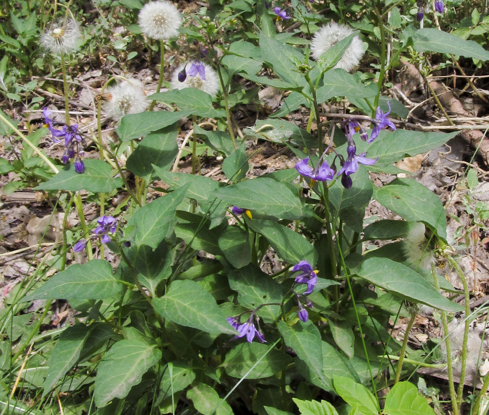 Image of Solanum kitagawae specimen.
