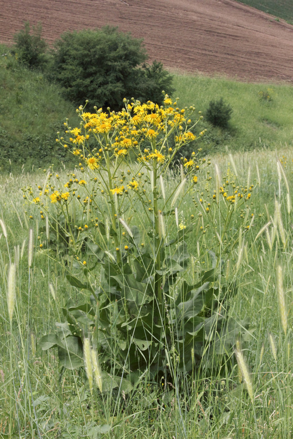 Изображение особи Inula macrophylla.