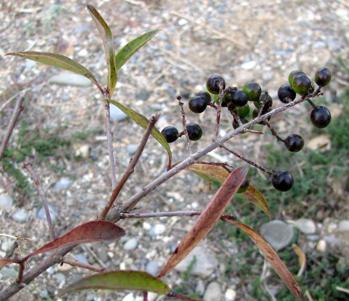 Image of Ligustrum vulgare specimen.