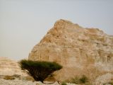 Vachellia tortilis