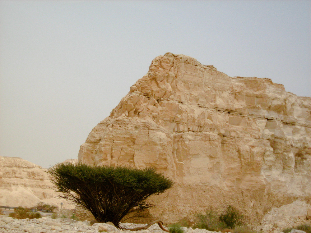 Image of Vachellia tortilis specimen.