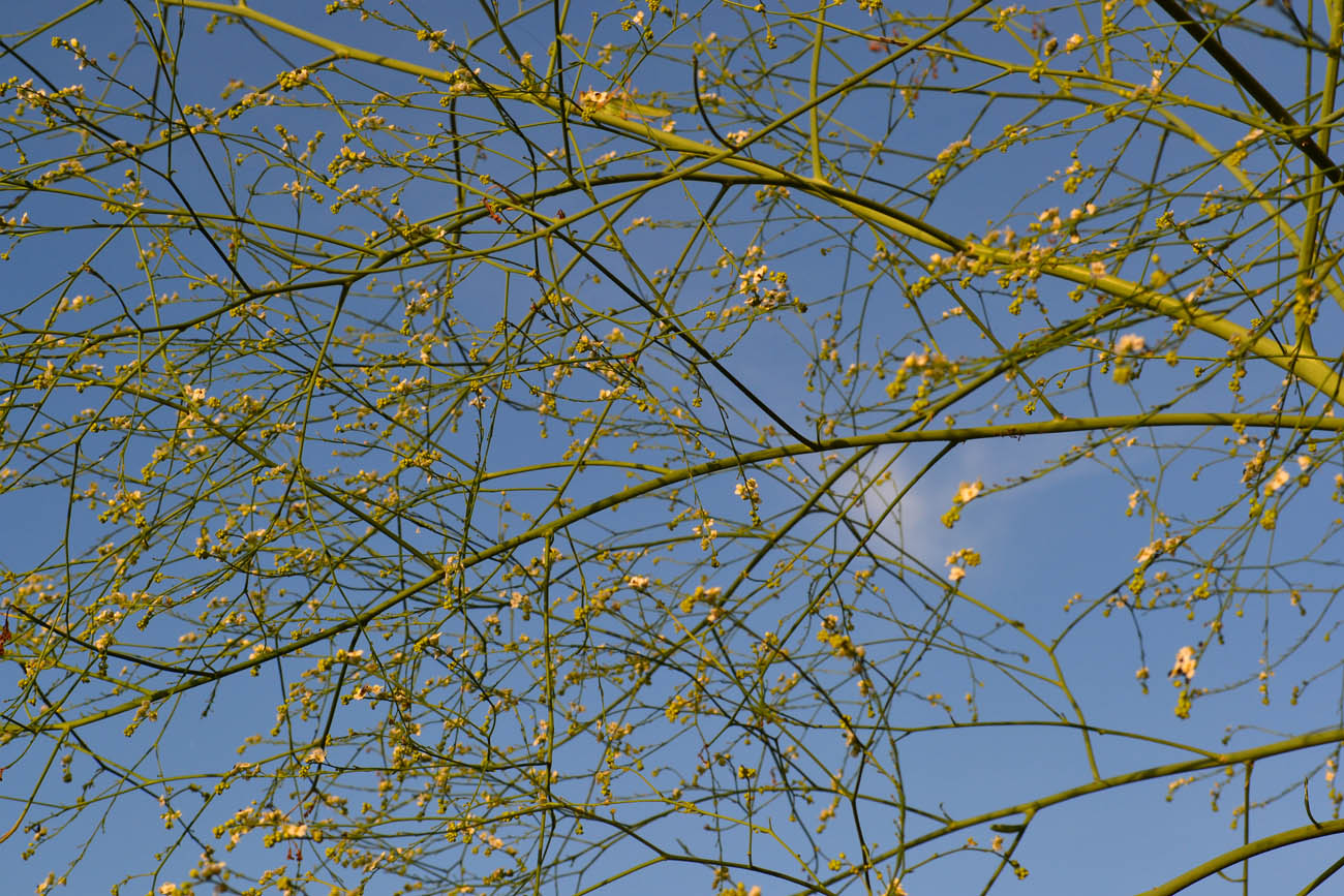 Image of Crambe koktebelica specimen.