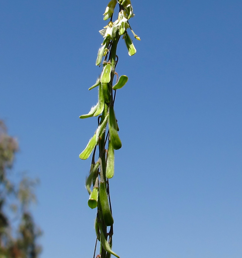 Image of Isatis lusitanica specimen.