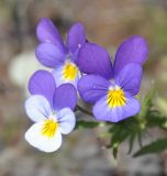 Viola tricolor. Цветки. Карелия, Ладожское озеро, остров Валаам. 22.06.2012.