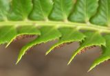 Polystichum lonchitis. Часть листа. Крупные сорусы спорангиев сильно выступают на нижней поверхности вайи. Окрестности Мурманска, начало июня.