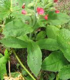 Pulmonaria filarszkyana