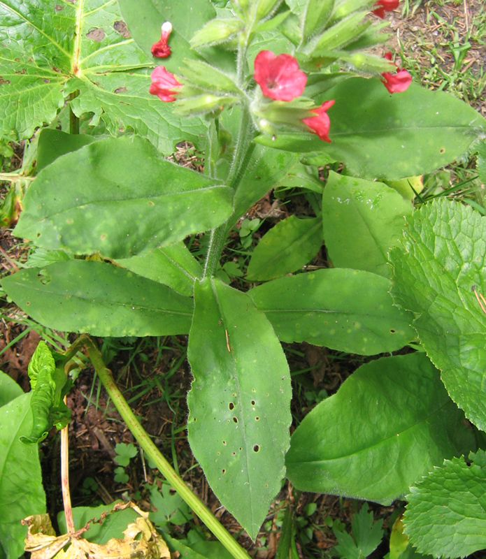 Изображение особи Pulmonaria filarszkyana.