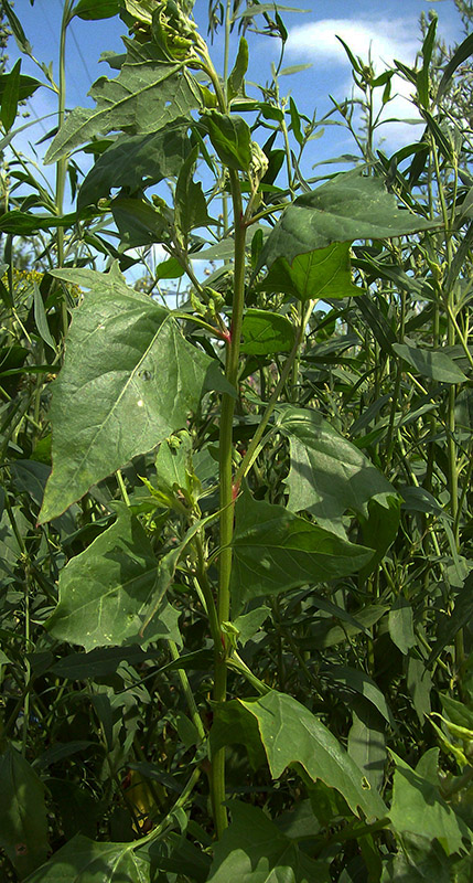 Image of Atriplex sagittata specimen.