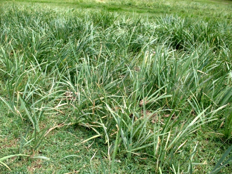 Изображение особи Iris sogdiana.
