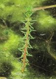 Myriophyllum verticillatum. Цветущее и плодоносящее растение. Владивосток, ботанический сад-институт ДВО РАН. 22 июля 2012 г.