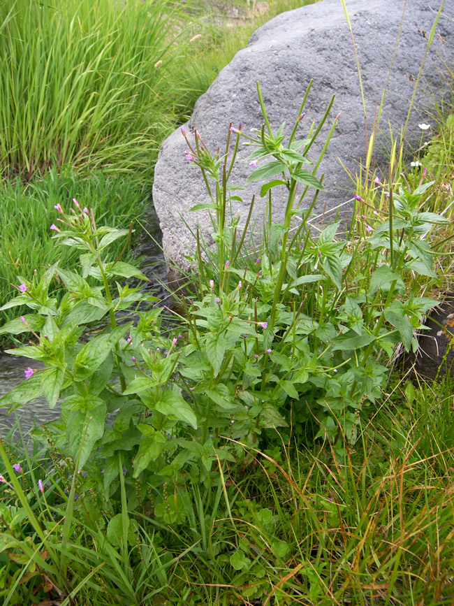 Image of Epilobium smyrneum specimen.