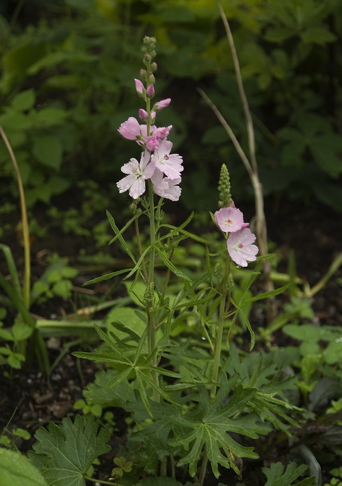 Image of genus Sidalcea specimen.