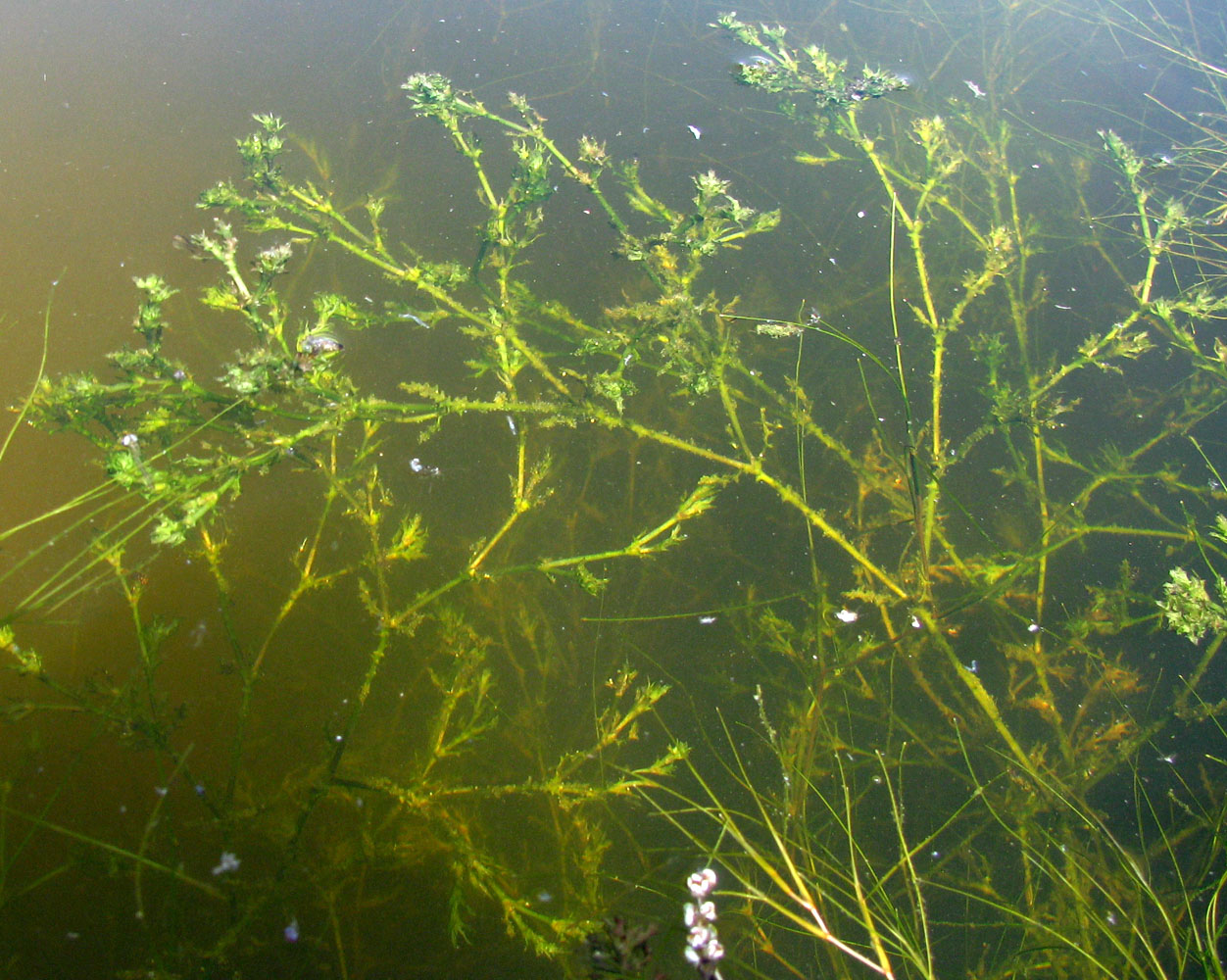 Image of Najas marina ssp. aculeolata specimen.