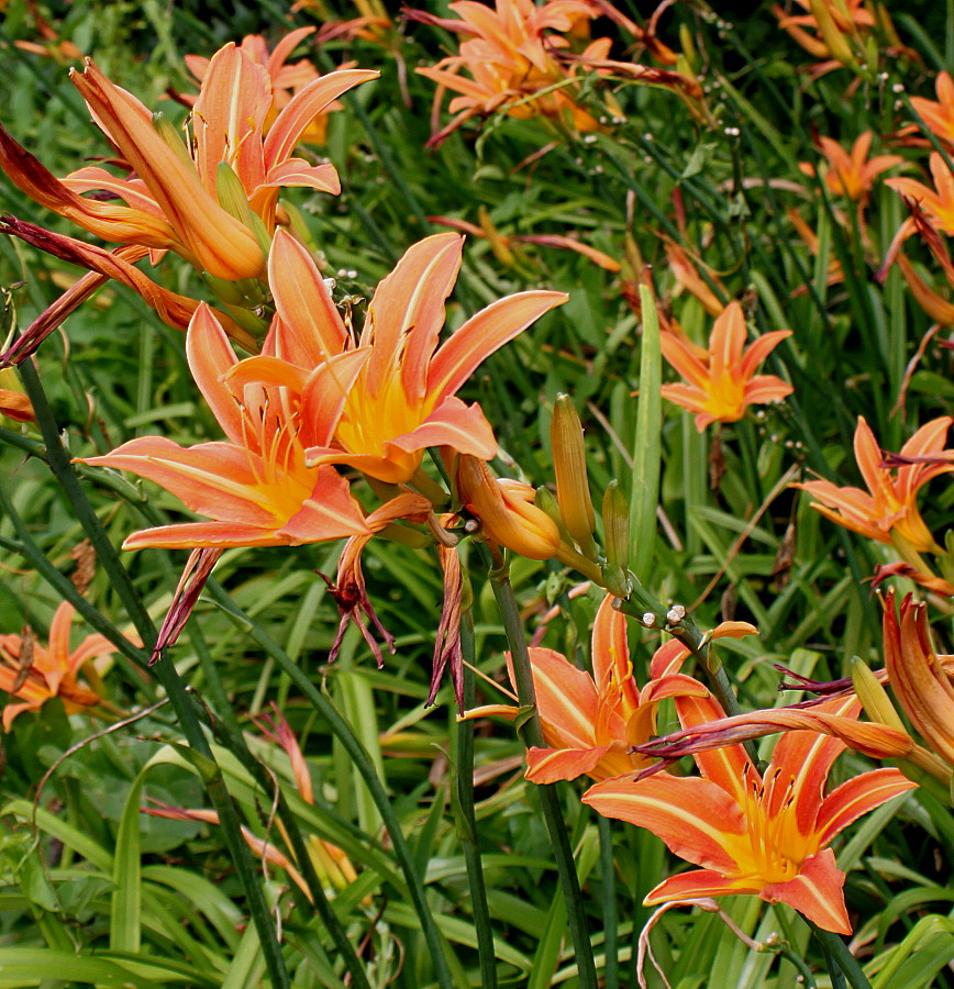 Image of Hemerocallis × hybrida specimen.