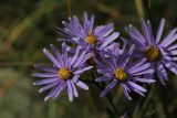 Aster amellus