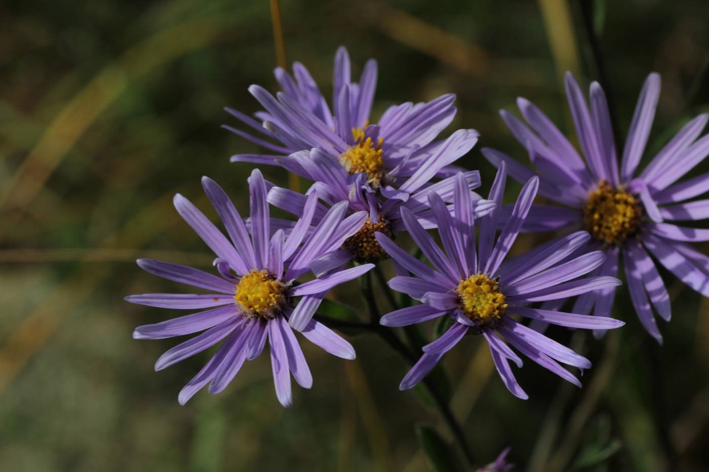 Изображение особи Aster amellus.