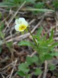 Viola arvensis