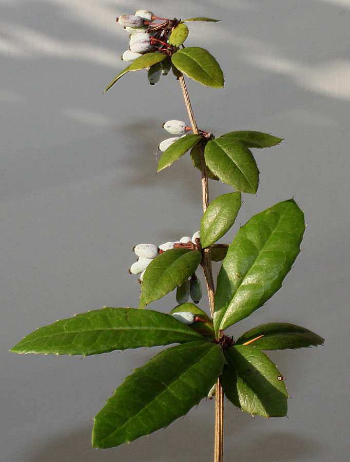 Image of Berberis julianae specimen.