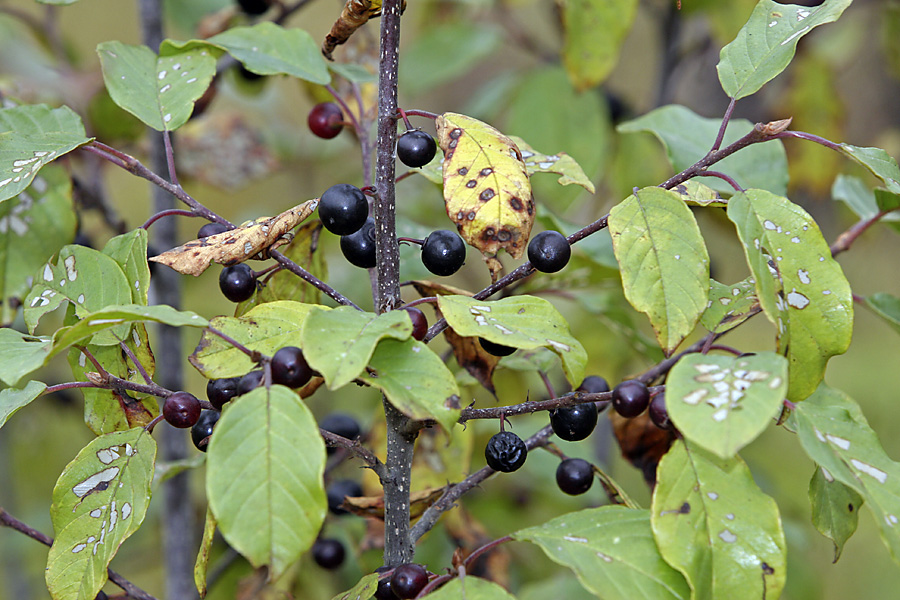 Изображение особи Frangula alnus.