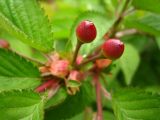 Cerasus sachalinensis. Созревающие плоды. Сахалин, г. Южно-Сахалинск. Июнь 2012 г.