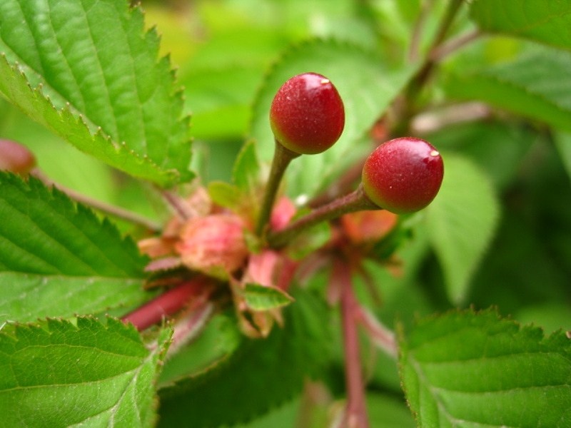 Изображение особи Cerasus sachalinensis.