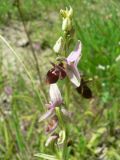 Ophrys oestrifera