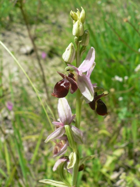 Image of Ophrys oestrifera specimen.