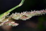 Phalaroides arundinacea