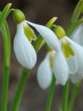 Galanthus plicatus