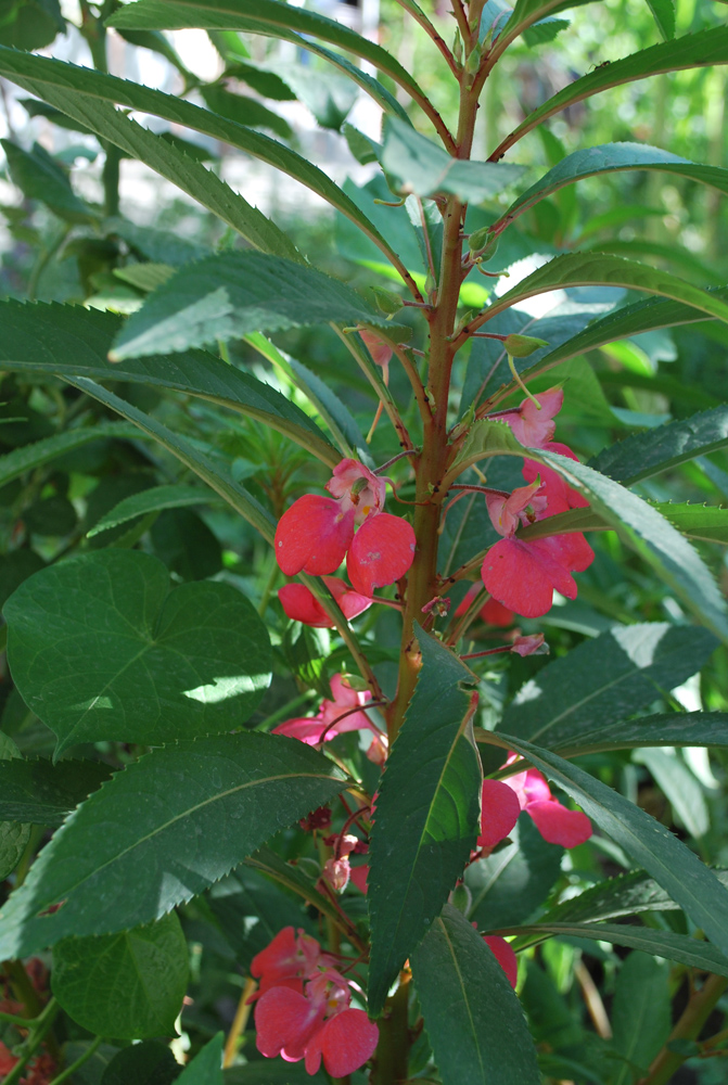 Image of Impatiens balsamina specimen.