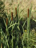 Typha latifolia