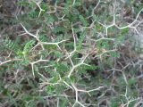 Sarcopoterium spinosum. Ветви с шипами. Израиль, Северный Негев, лес Лаав. 19.01.2013.