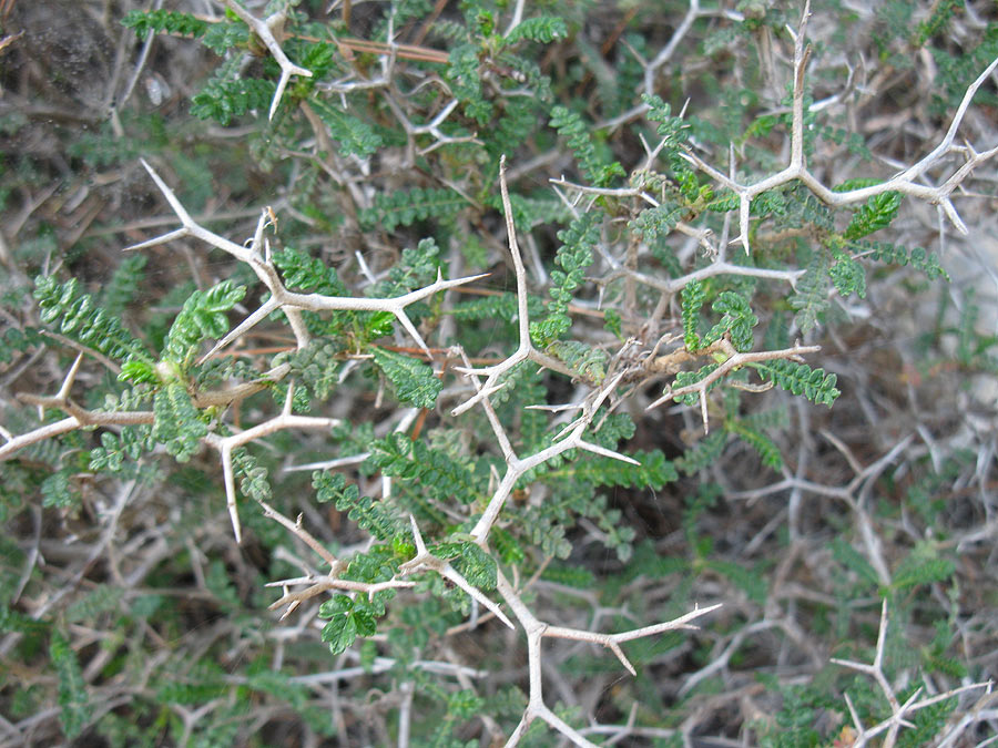 Изображение особи Sarcopoterium spinosum.