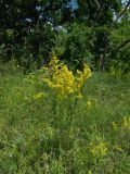 Galium verum