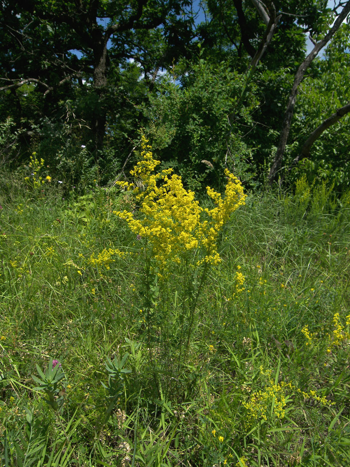 Изображение особи Galium verum.