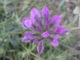 Psoralea bituminosa подвид pontica. Соцветие. Южный берег Крыма, пригород Ялты. 02.06.2009.