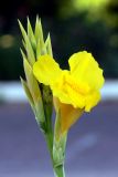 genus Canna. Соцветие с цветком и бутонами. Испания, автономное сообщество Кастилия и Леон, провинция Саламанка, муниципалитет Санта-Марта-де-Тормес, клумба. 18.07.2012.