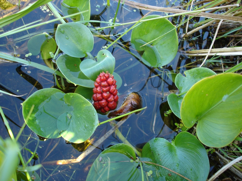 Image of Calla palustris specimen.