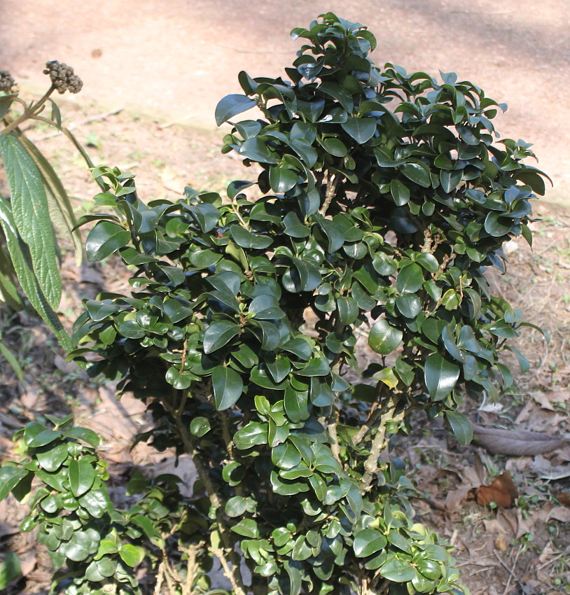 Image of Ligustrum japonicum specimen.