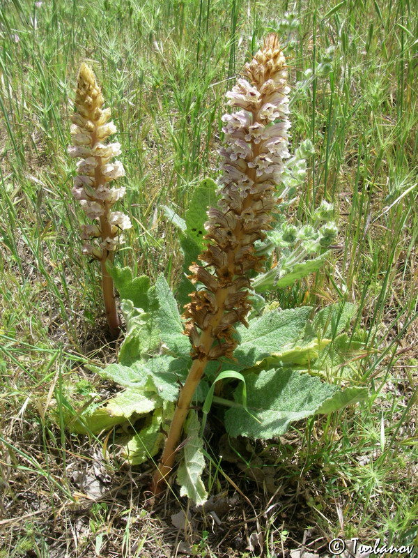 Image of Orobanche callieri specimen.