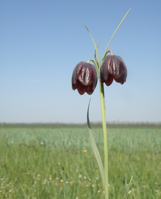 Изображение особи Fritillaria meleagroides.